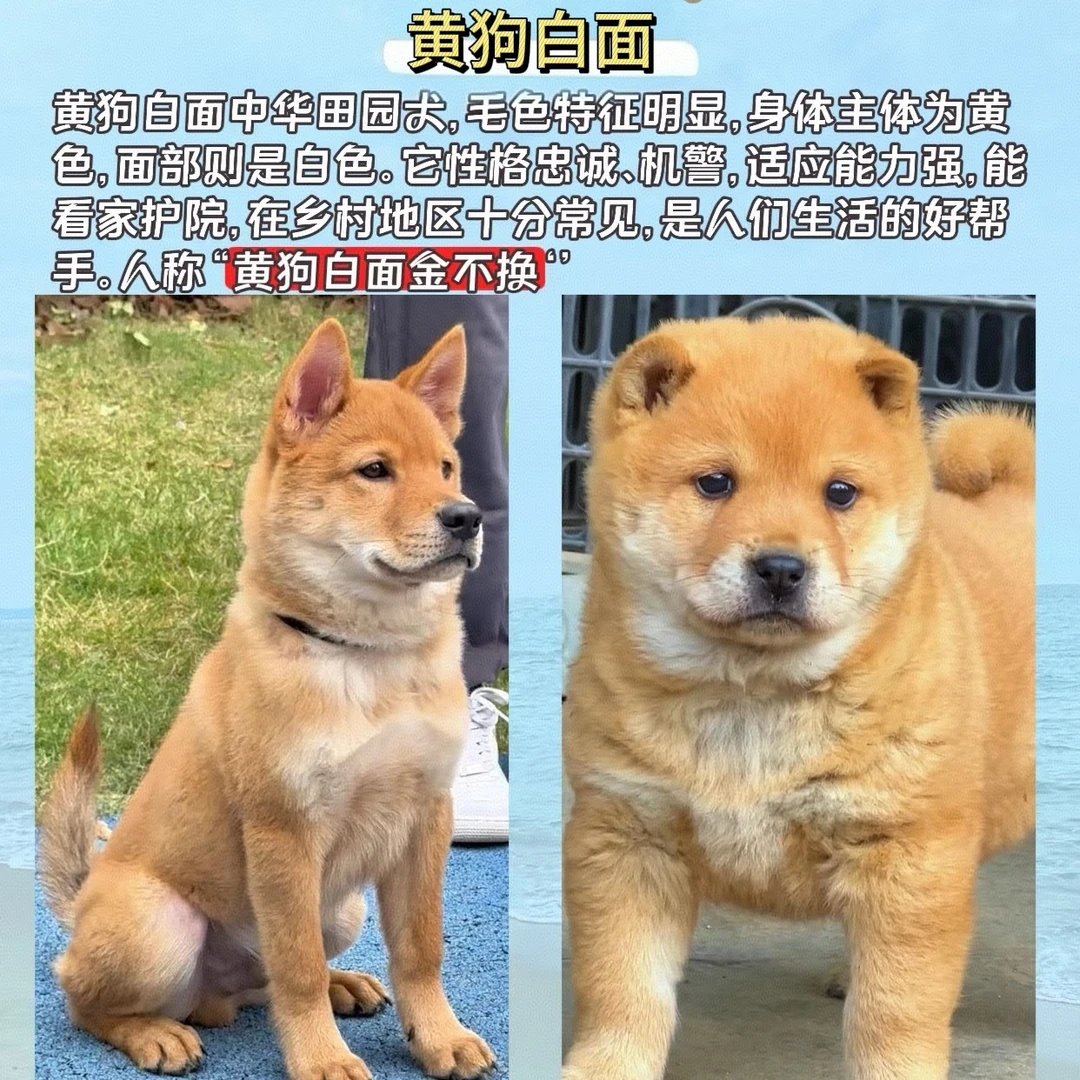 广西田园犬活体狗狗链接