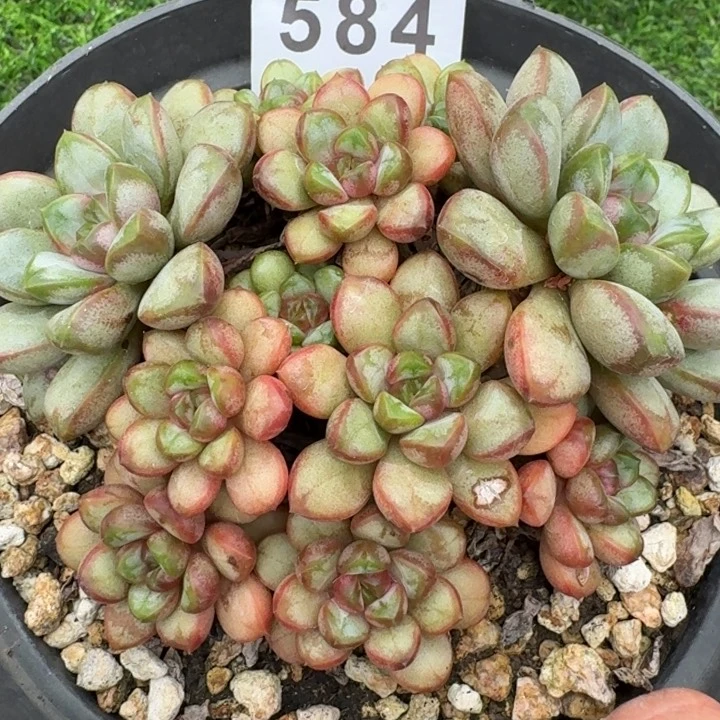 葡萄老桩         今日新品上新多肉植物