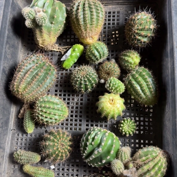 324筐拍无售后无根侧牙斑伤