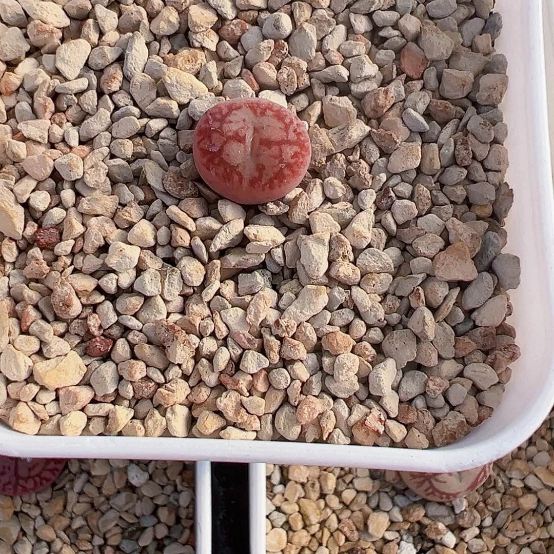 无花朵墨杂交水蜜桃