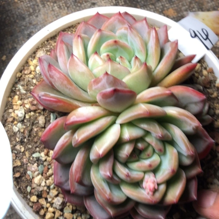 小***傲94////-//—-////////