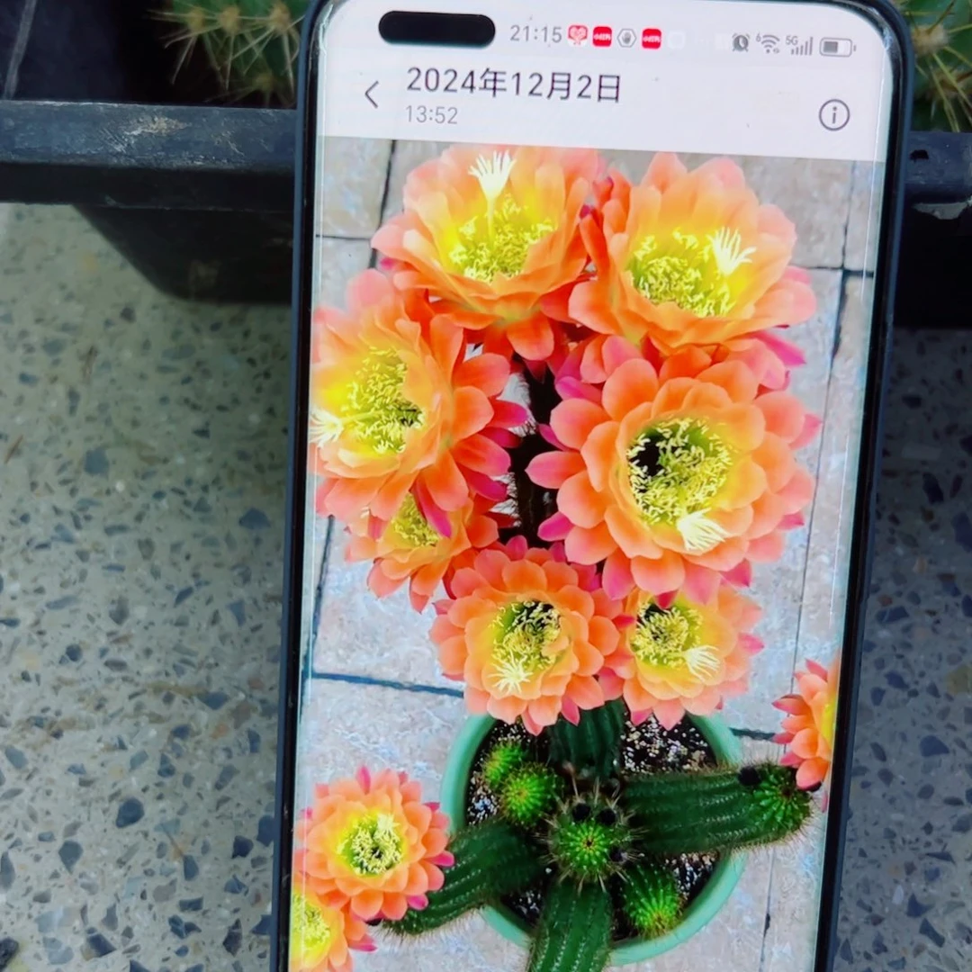 下56毛杏光辉歪无根侧芽4公分左右20包