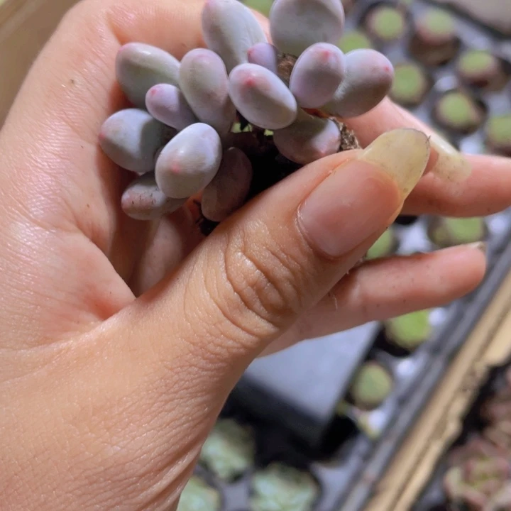 40精品芭比奶酪2颗一组