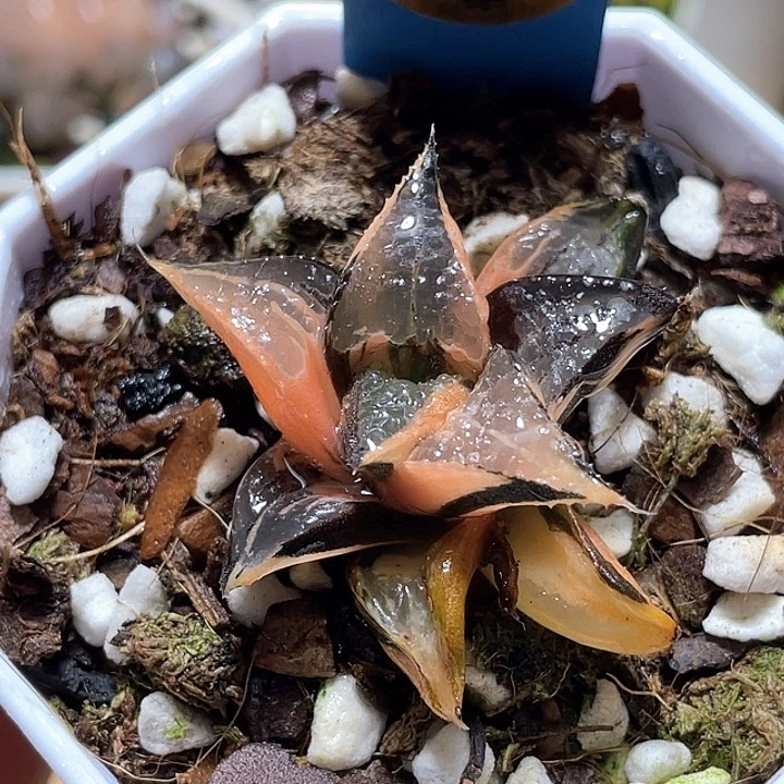 702白凤锦一物一拍