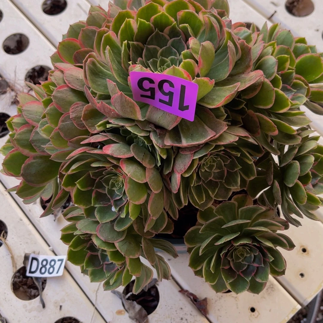 粉花妖7///-//-4包邮