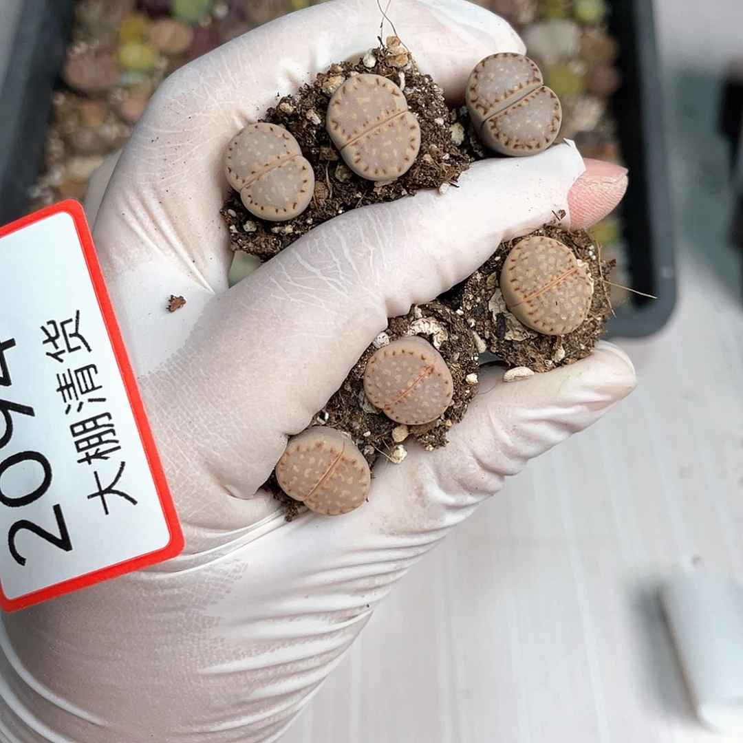 2094大棚清仓甩卖了