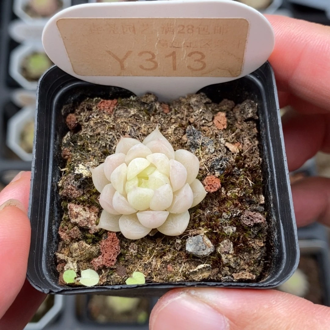 0313 麦秆单头 2.5cm