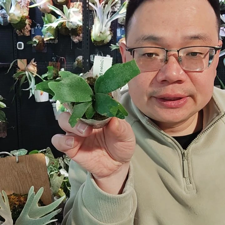 金童鹿角蕨孢子苗536