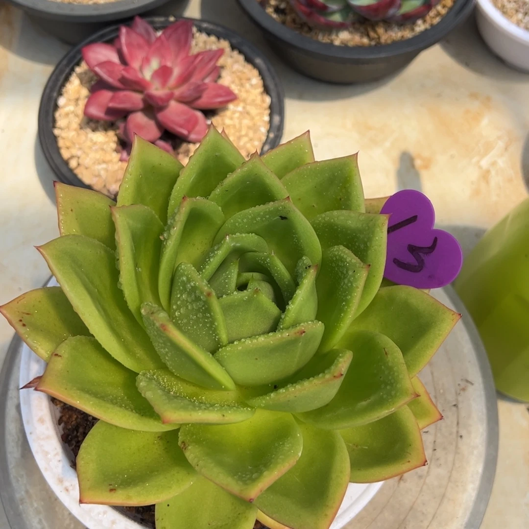 茶***筑多肉植物编号13号翠花