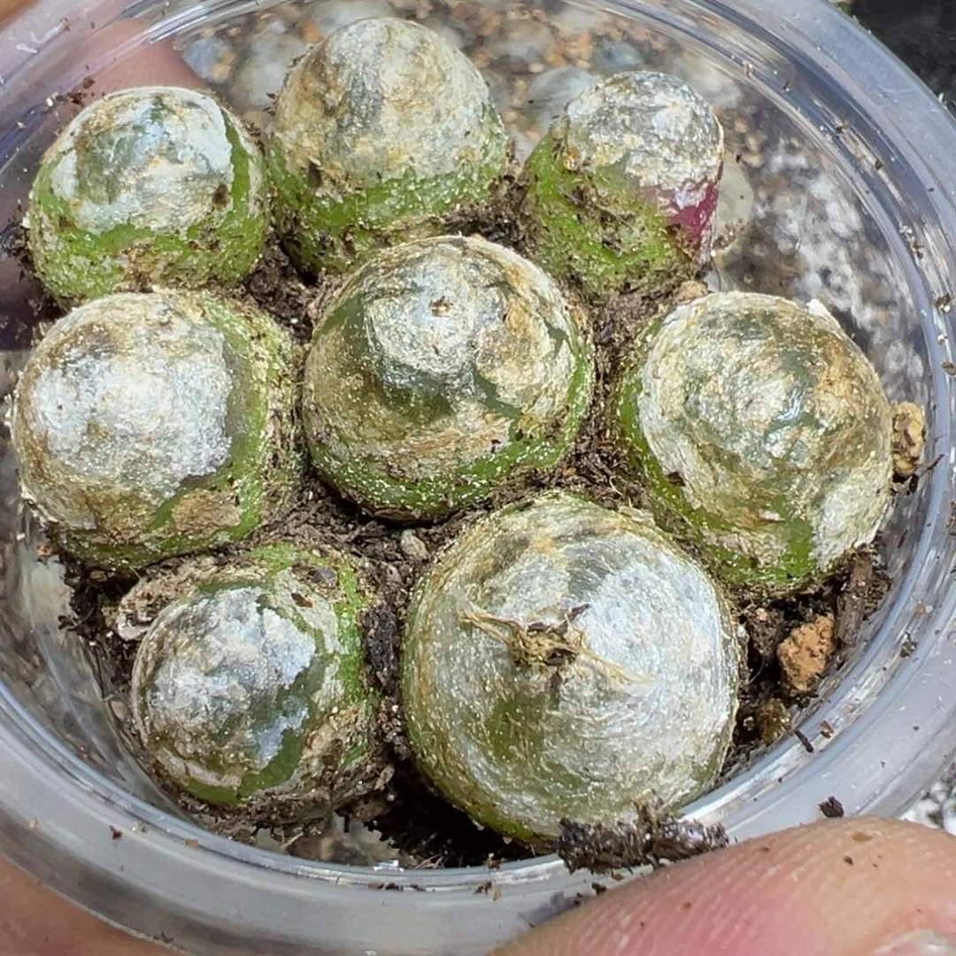 【闪购商品】 817。