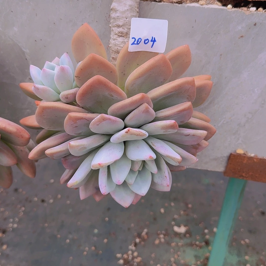 我***我2004奥普多肉植物