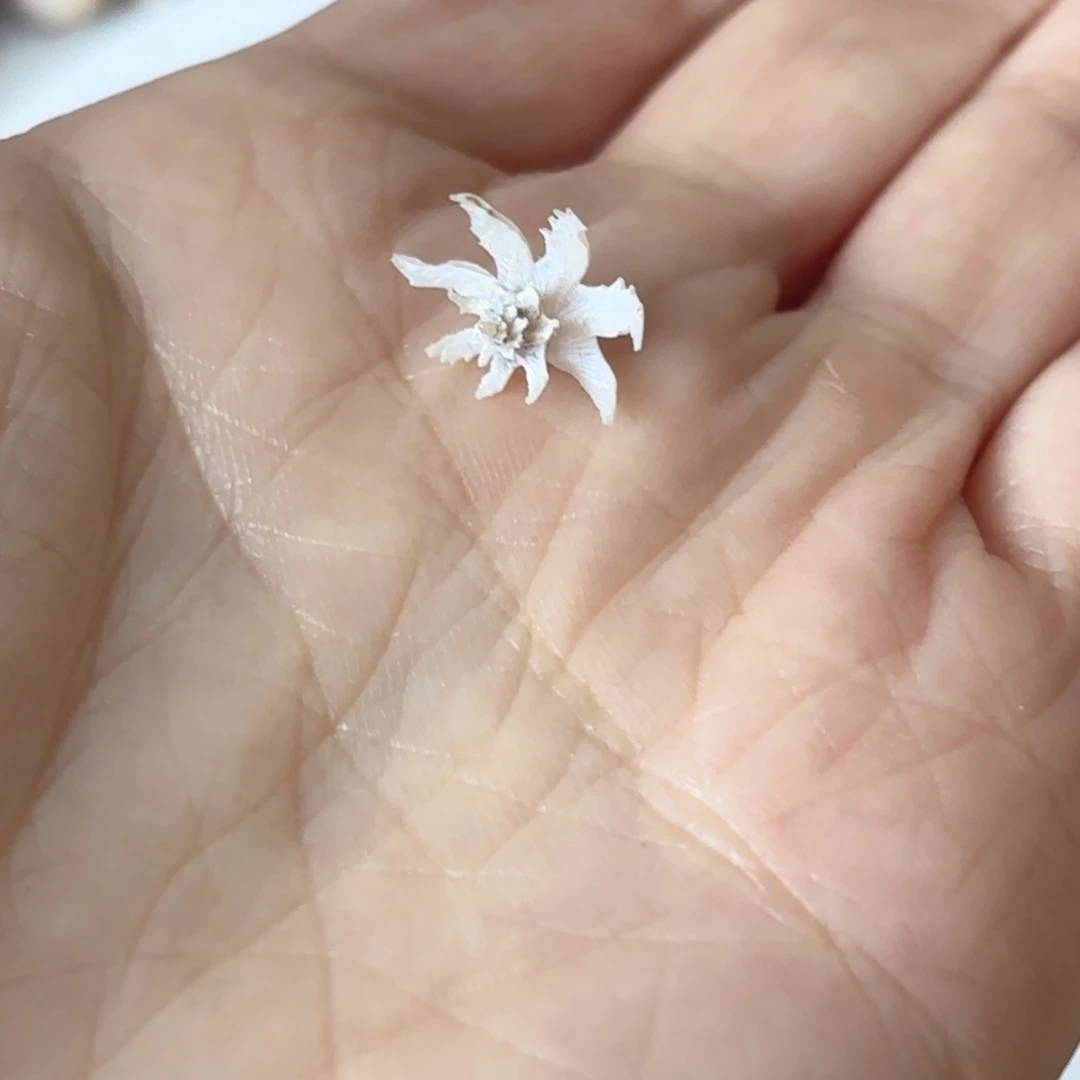 王****天然海螺标本福利