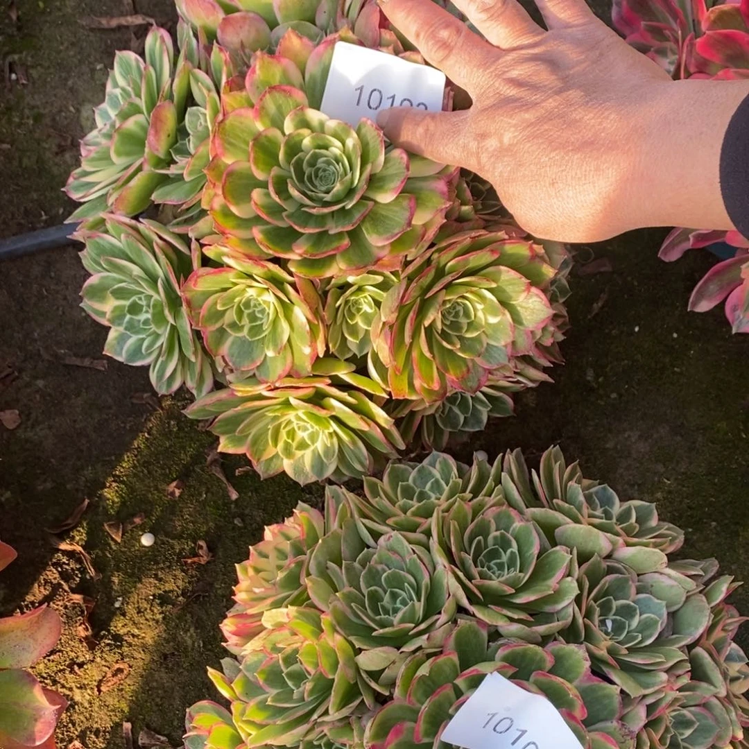 人***影海王多肉1颗多肉10103