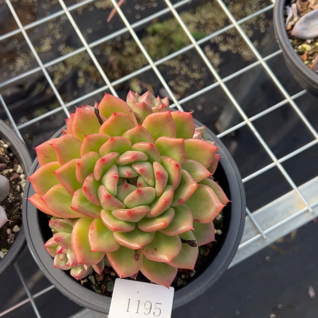 果**台1195肉肉肉肉肉肉