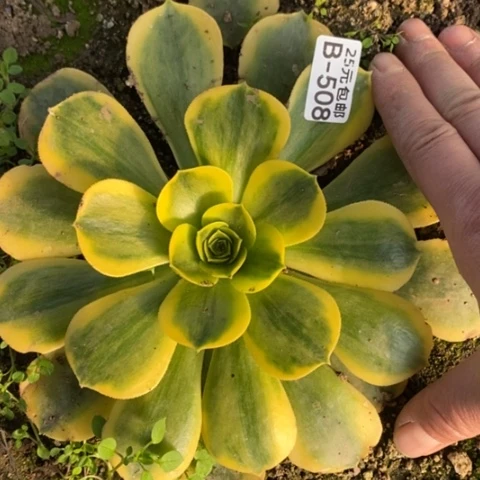 508香炉盘黄锦满25包邮多肉