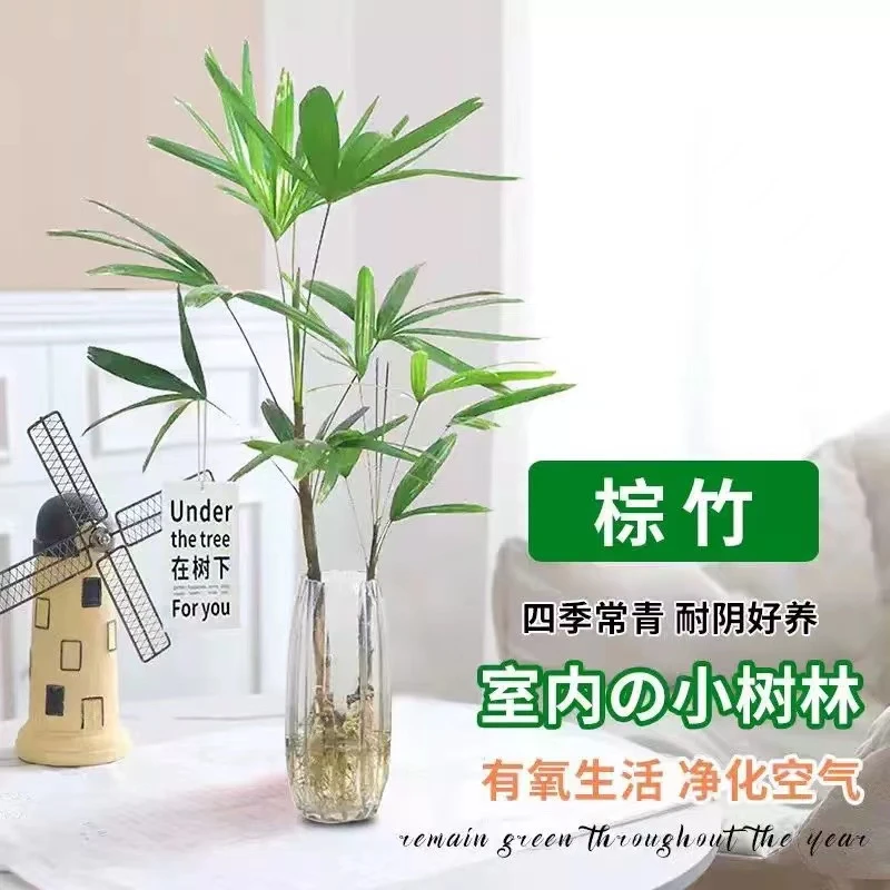水培植物大棕竹盆栽室内好养耐阴竹子四季富贵竹水养发财竹绿植