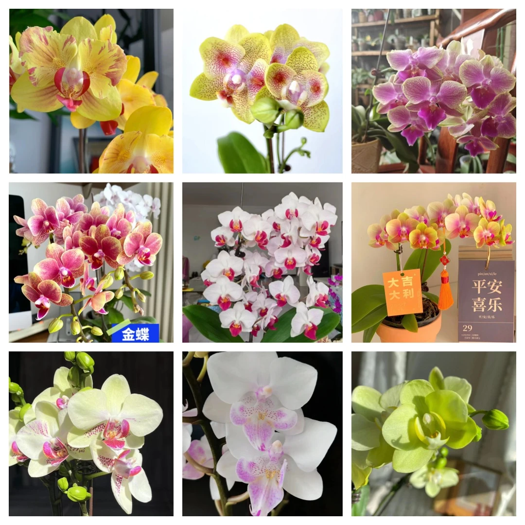 2个花剑  【盲盒】蝴蝶兰 颜色以开花为准