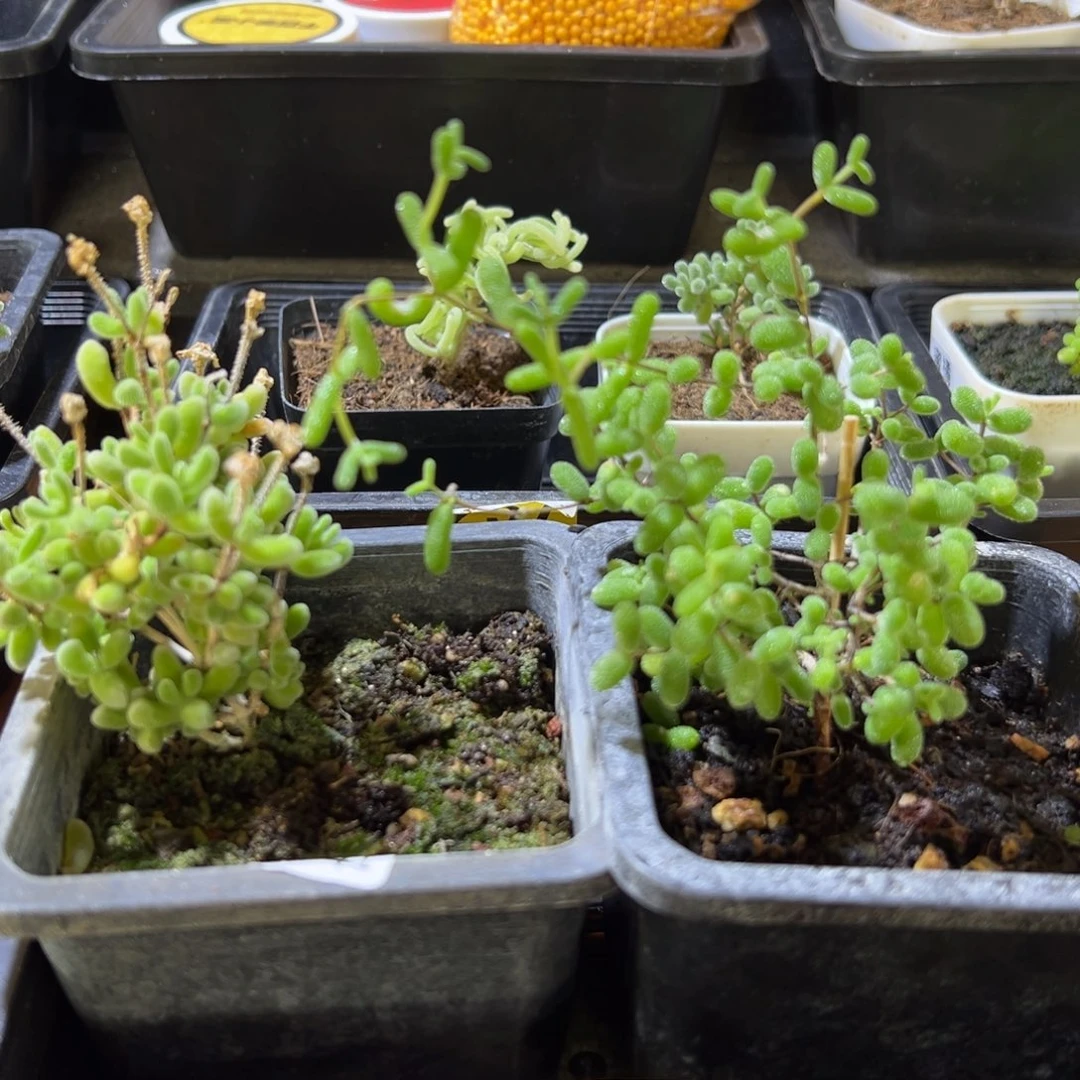 枝干番杏多肉植物269