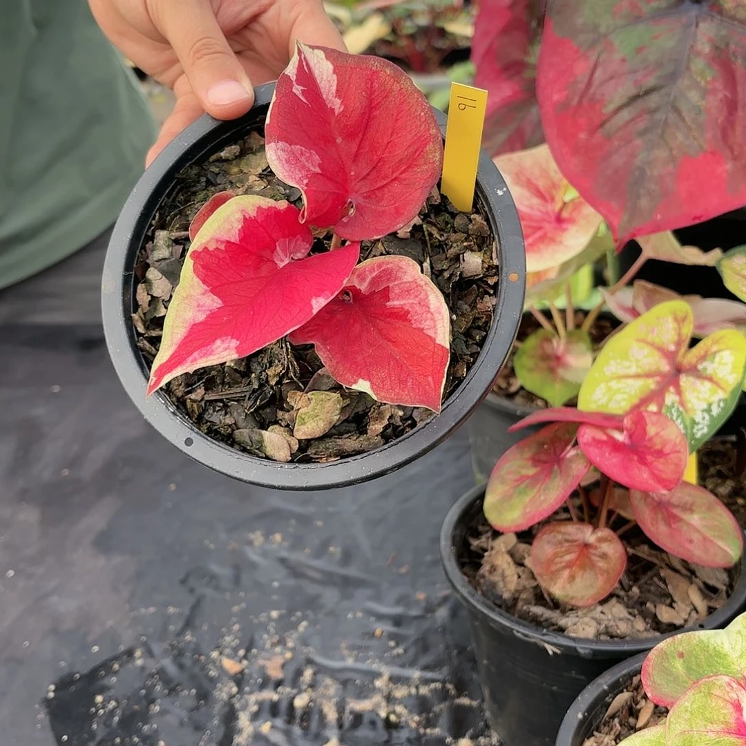 泰国彩叶芋16-0117 多肉