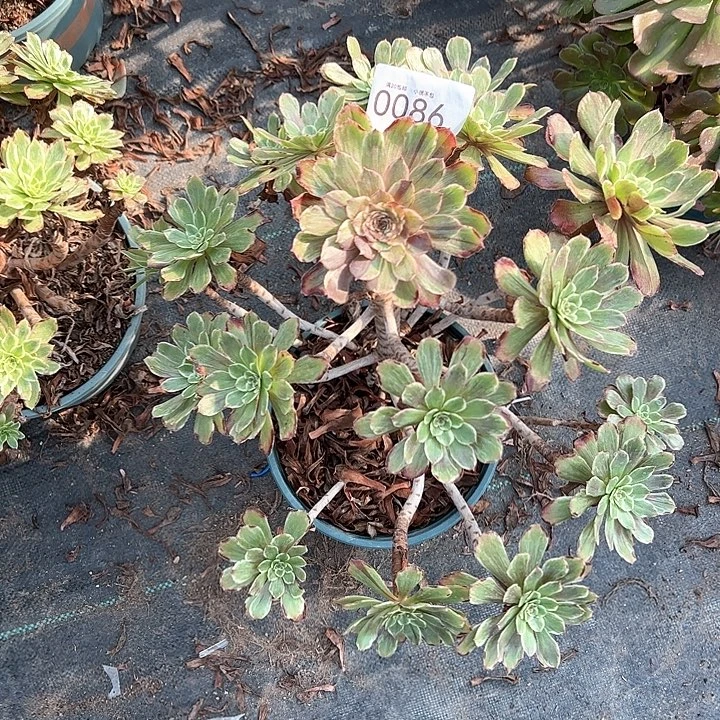 0086水墨画多肉植物