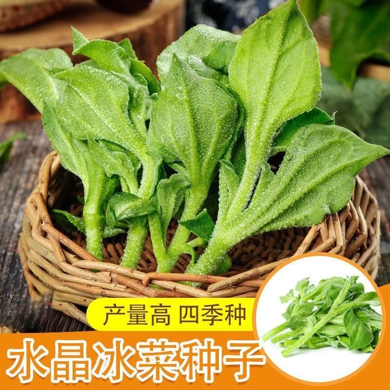 冰菜种子南方蔬菜四季种植长寿菜营养高钙冻不死易种高产冰草种籽