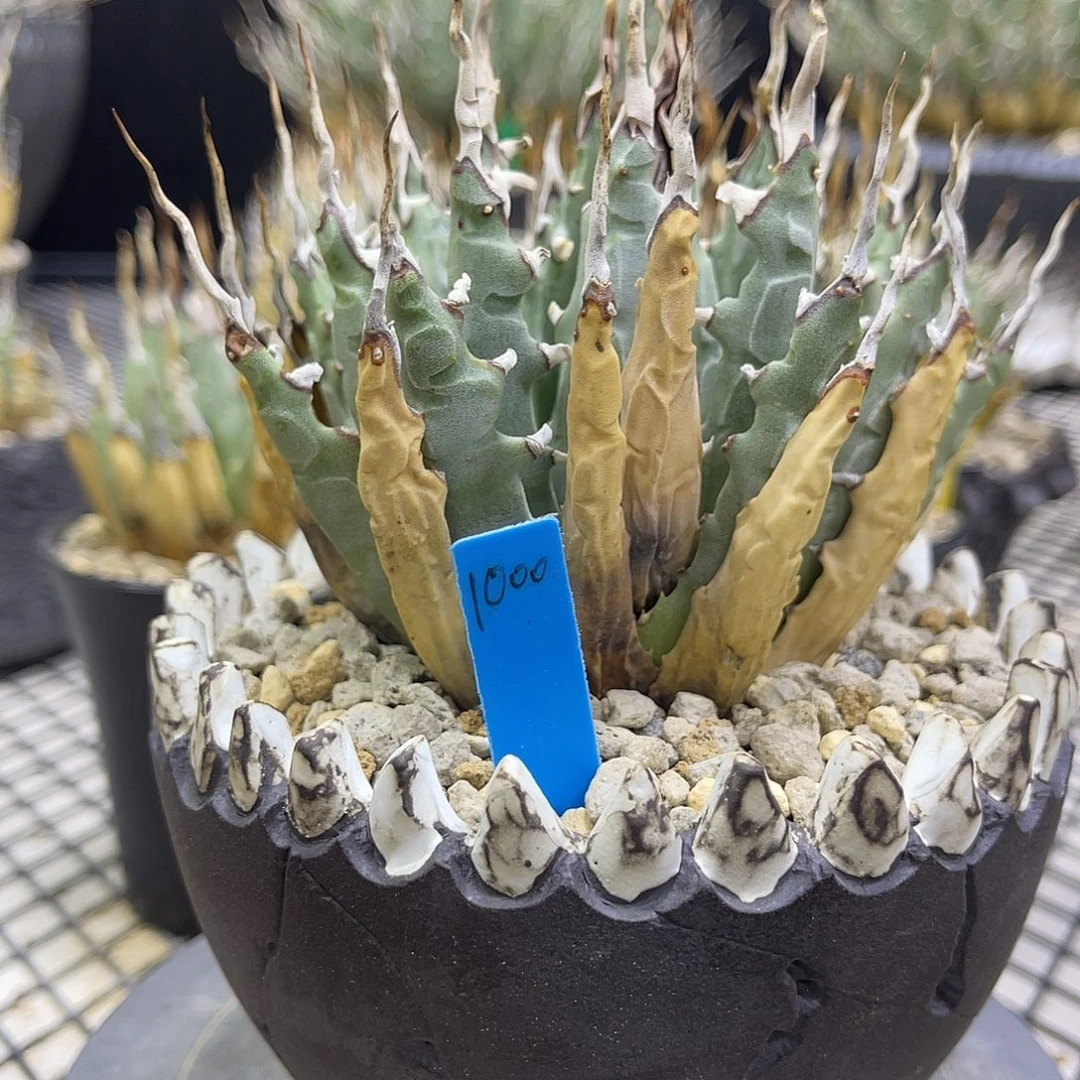 轻***云妖炎福利价好养好价