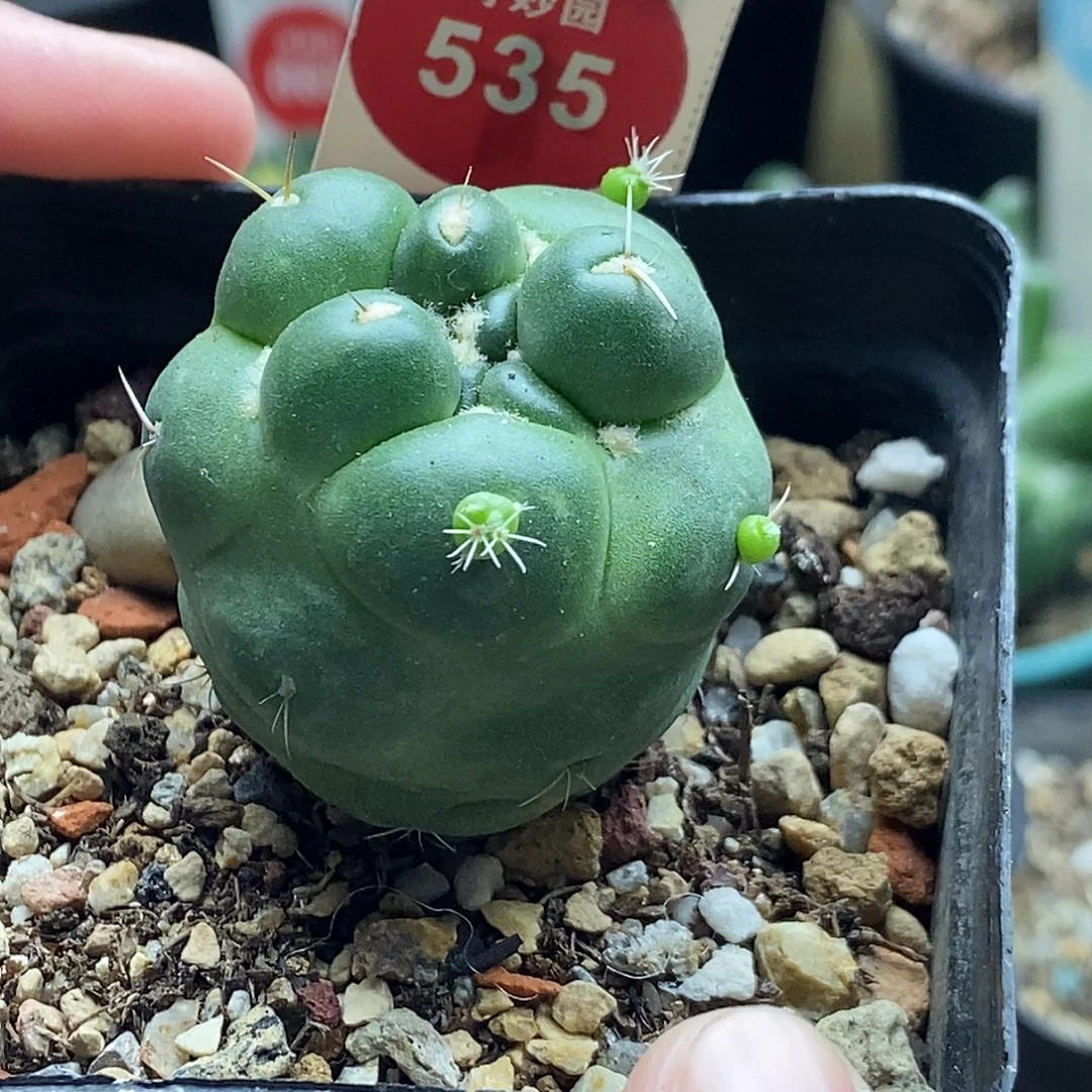 自根带崽无刺象牙一颗仙人球