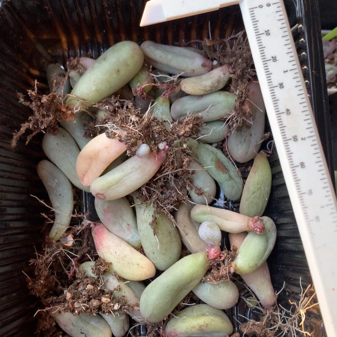 毛***美黄米可奶酪多肉米可奶