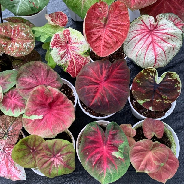 一片芋头  直播间量拍综合链接