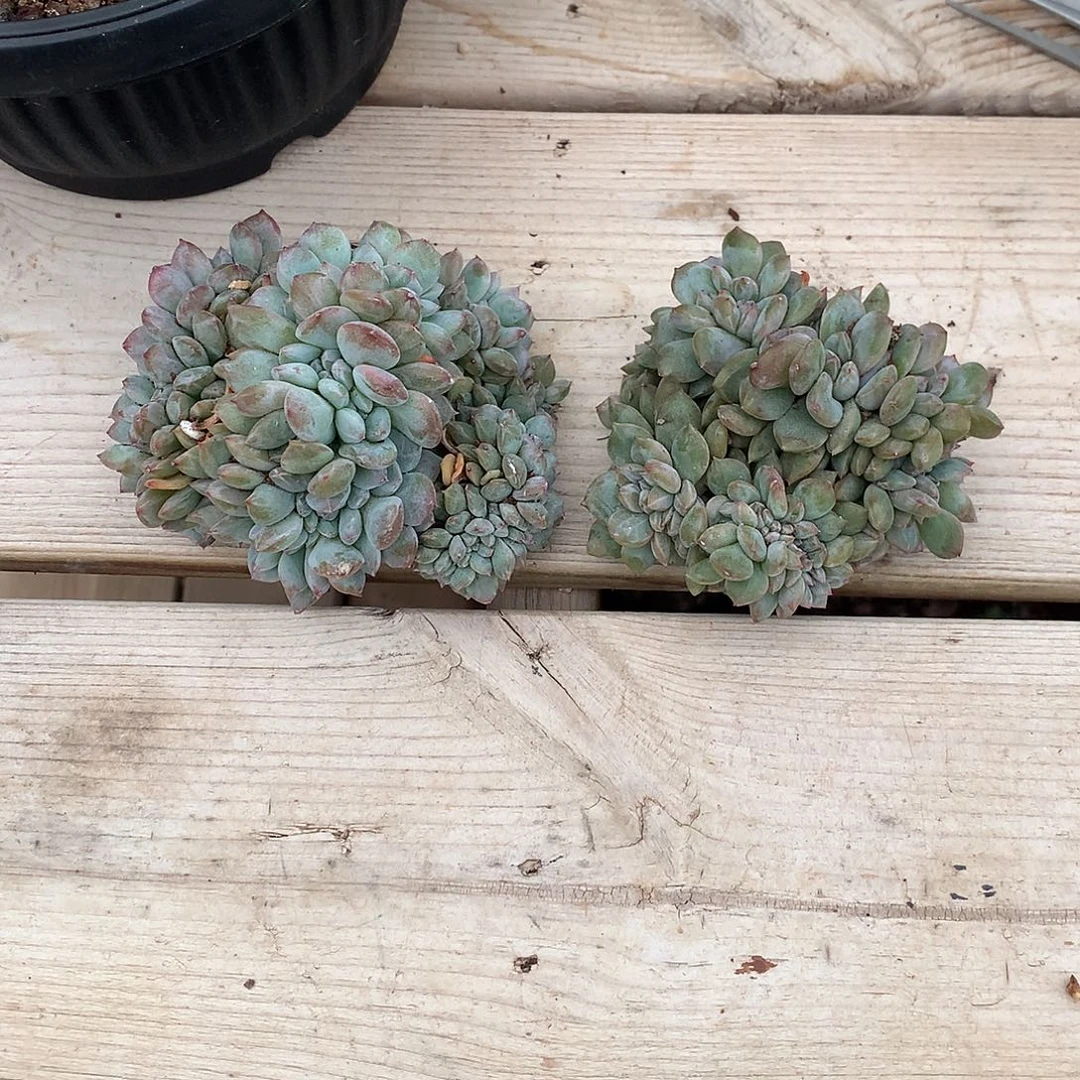 橙***s橙子的石榴籽星影缀化两颗