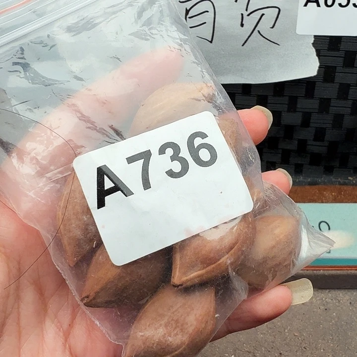 手串/手链橄榄核橄榄