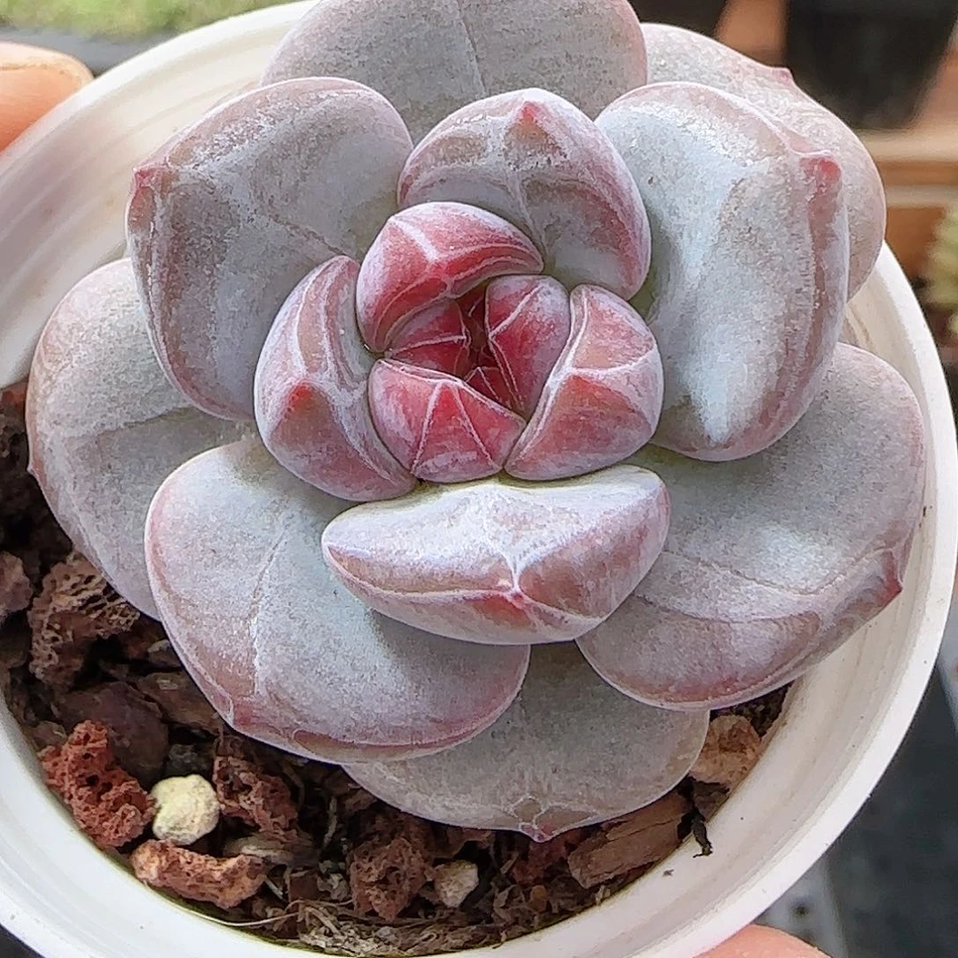 多肉0915-105石榴籽星影