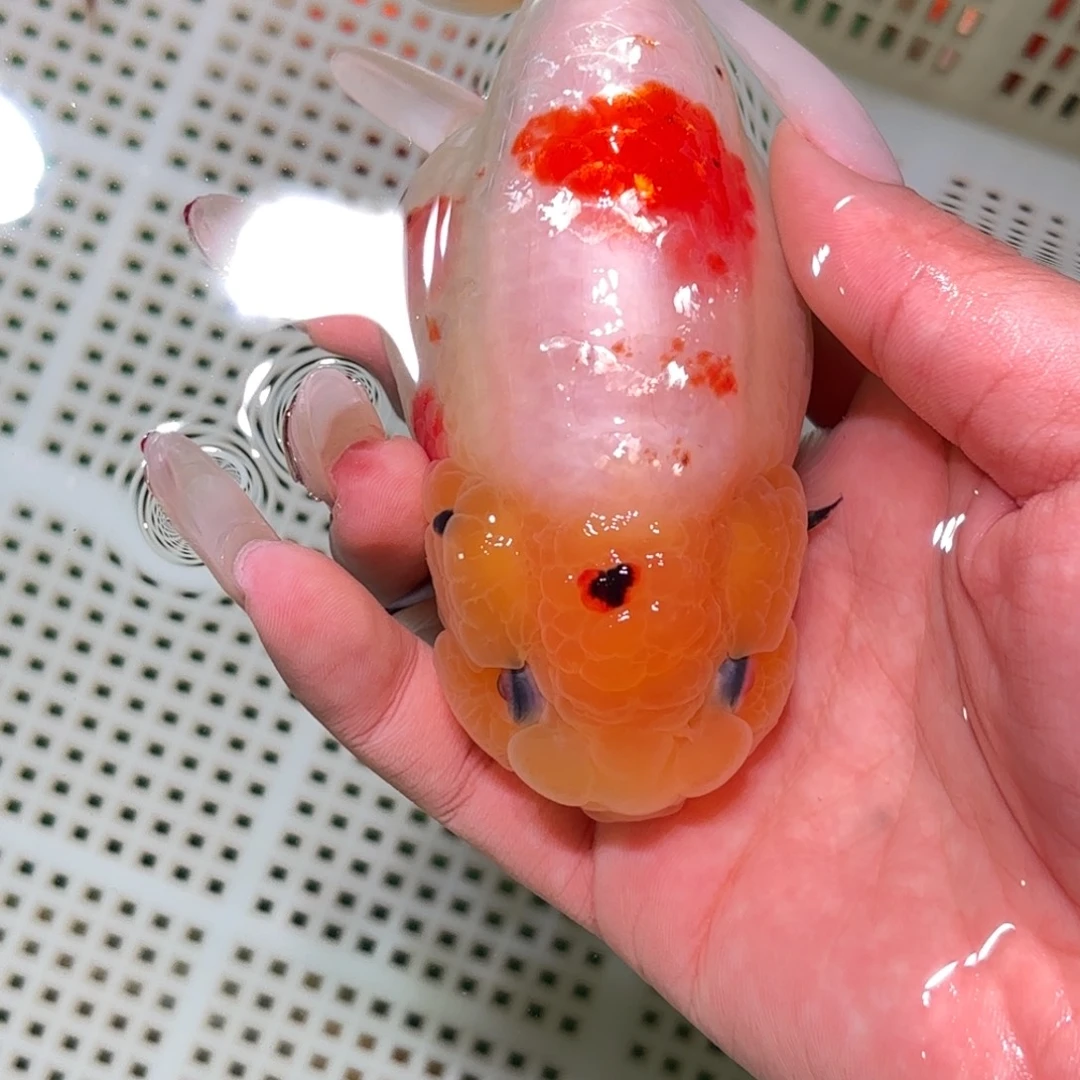 荷***园金鱼不拍包装运费到付，拍包装包邮