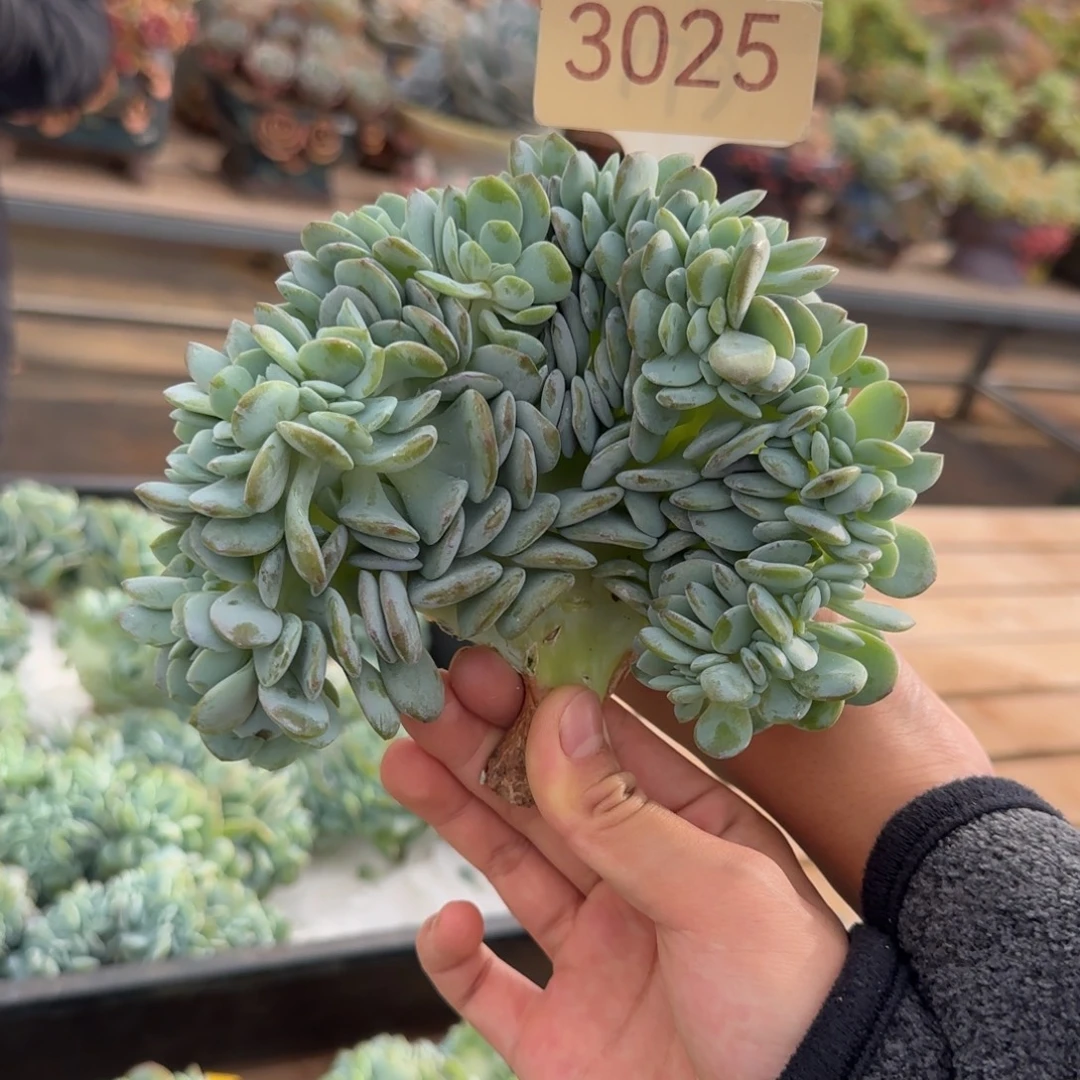 ****3025。        奶茶缀