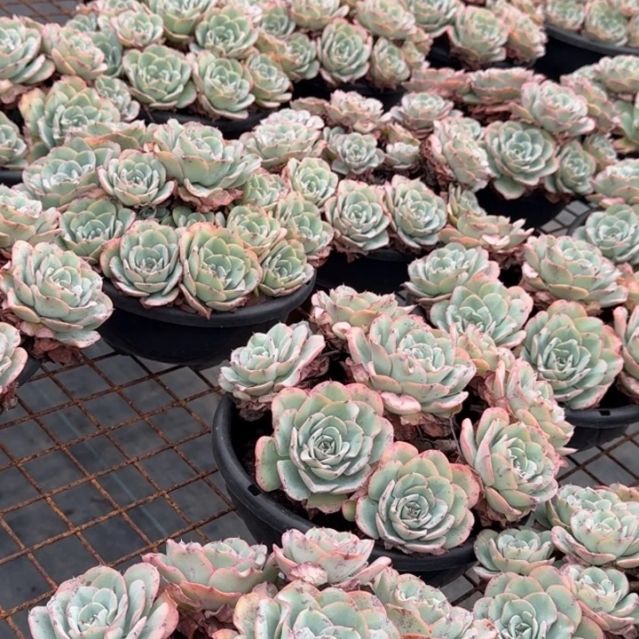奶油黄桃多肉植物