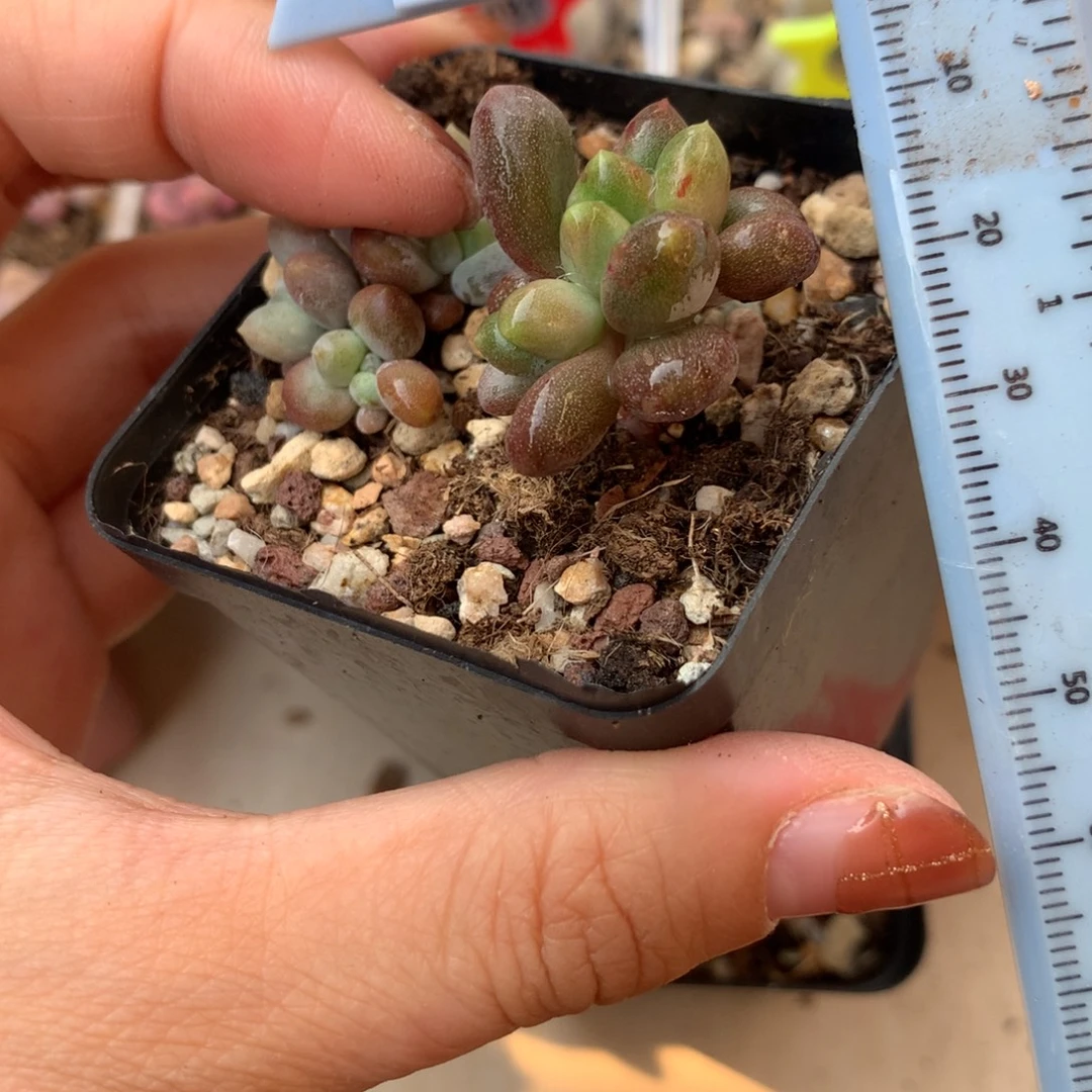 乌里韦亚 小书肉奶酪多肉