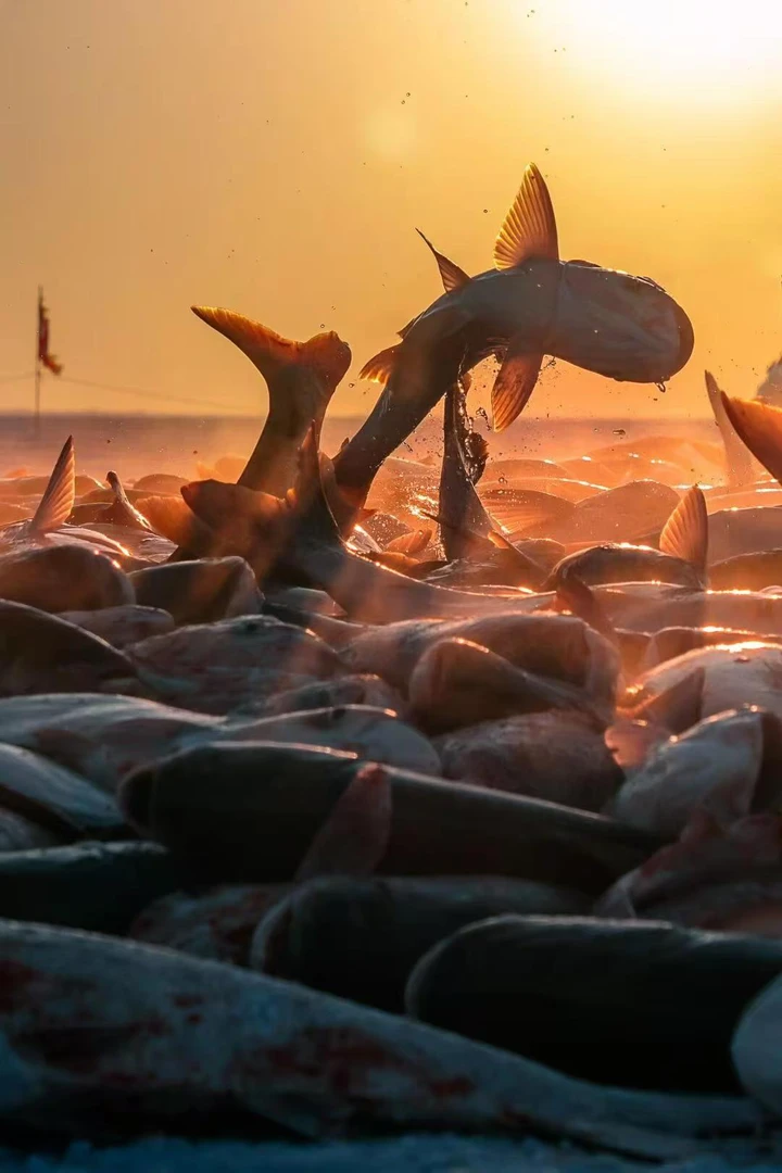 【欢子专属】二龙湖胖头鱼{生鲜食品 不退 不可拒收}