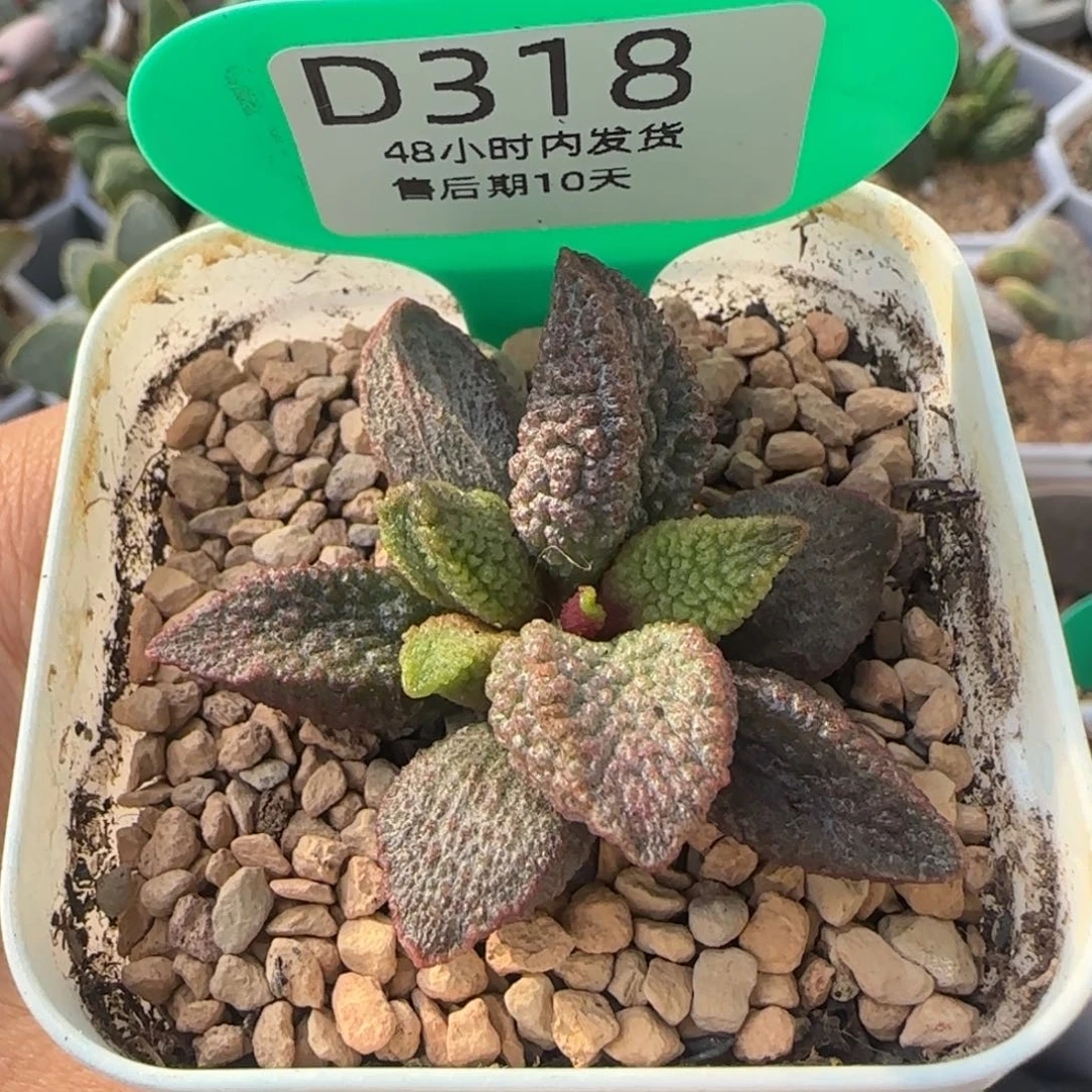 夜光杯。   318。