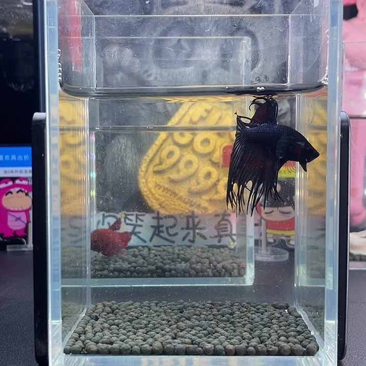 斗鱼40号926早黑毒