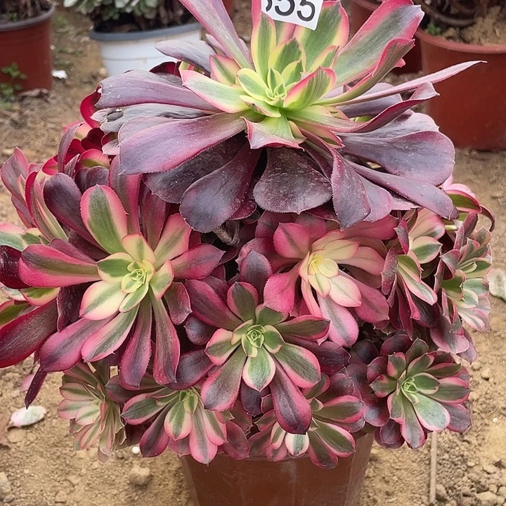 355美杜莎对肉植物