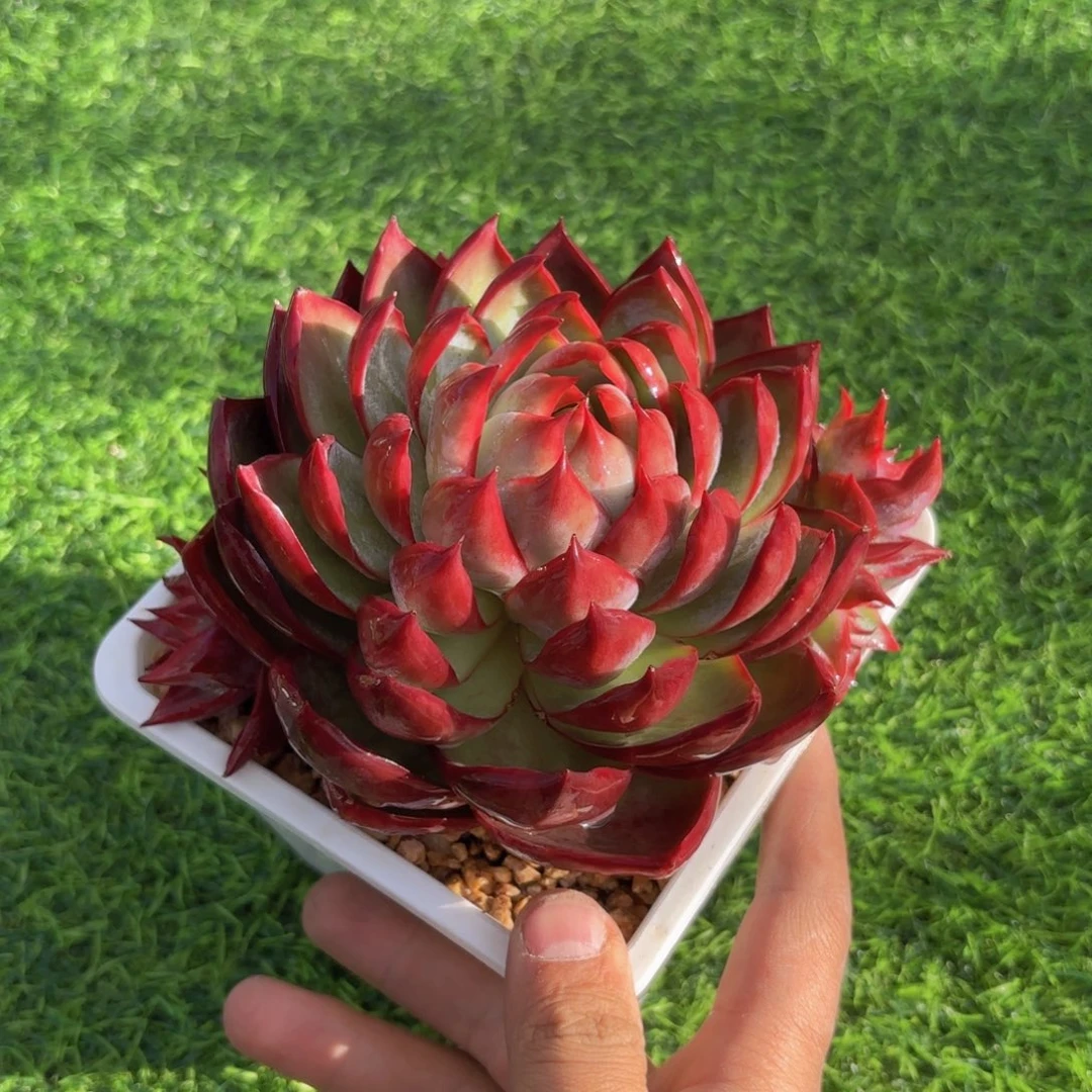 一物一拍，惊鸿仙子