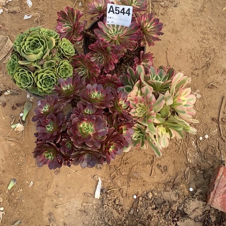 完全开放544组合套餐多肉植物