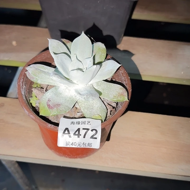 牡丹苹果叶仙女杯