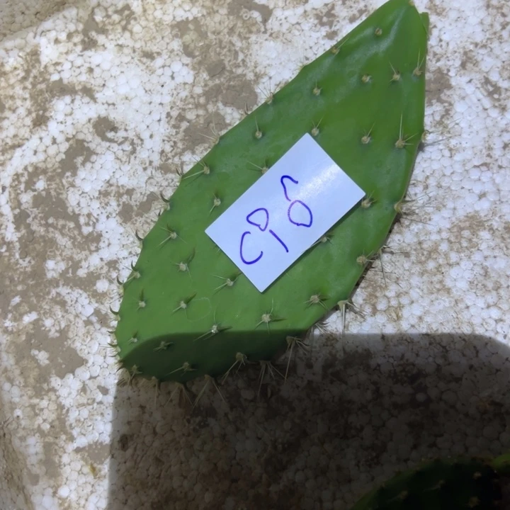 小*辉C96仙人掌叶片一个5