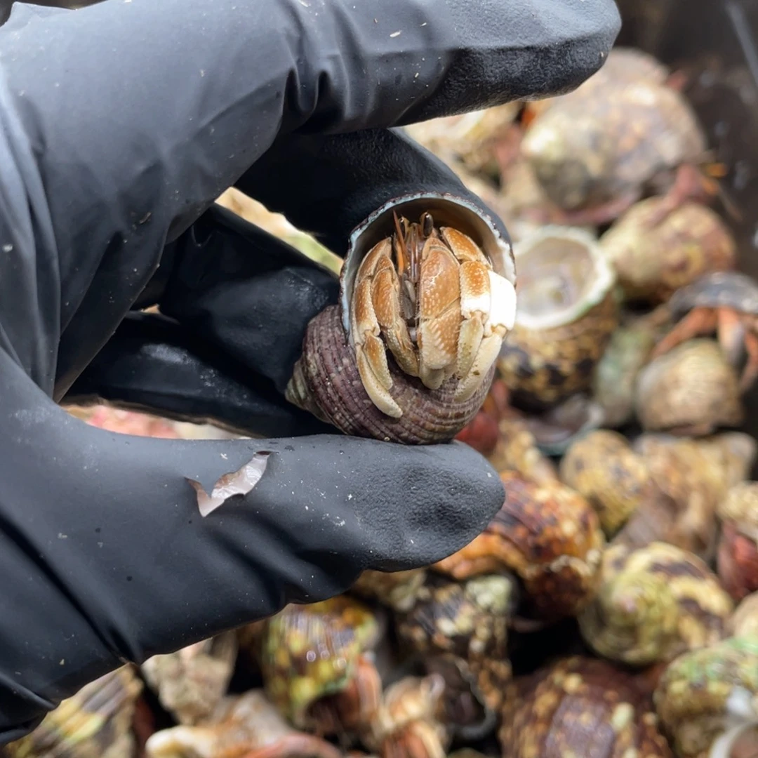 不退不换活体宠物204