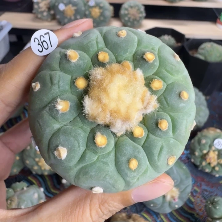 福利实生367园艺观赏植物