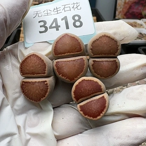 3418，菊红窗菊饼干脱土发货