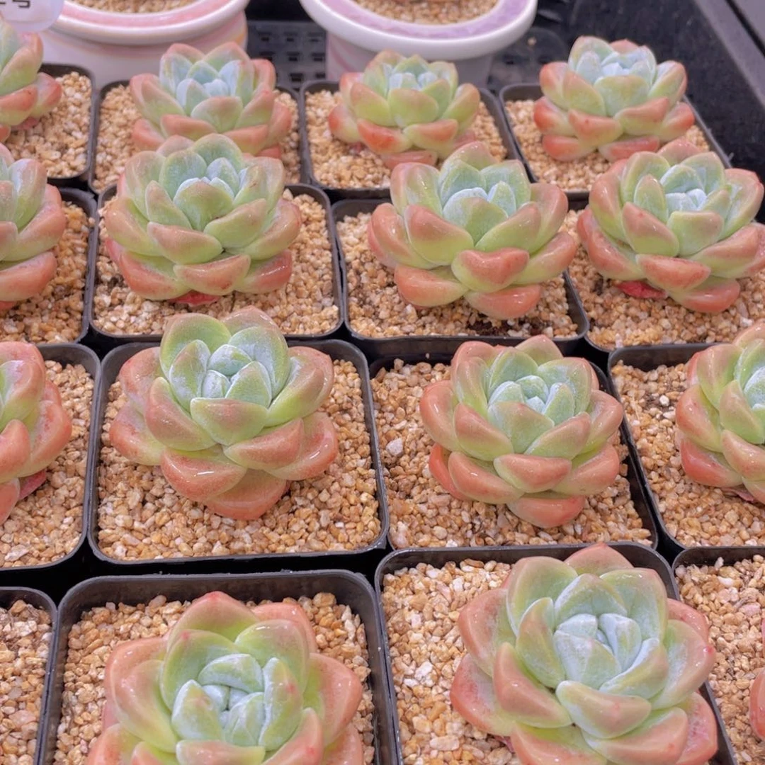 量拍2号 肥胖樱花钻石冰玉单头一个