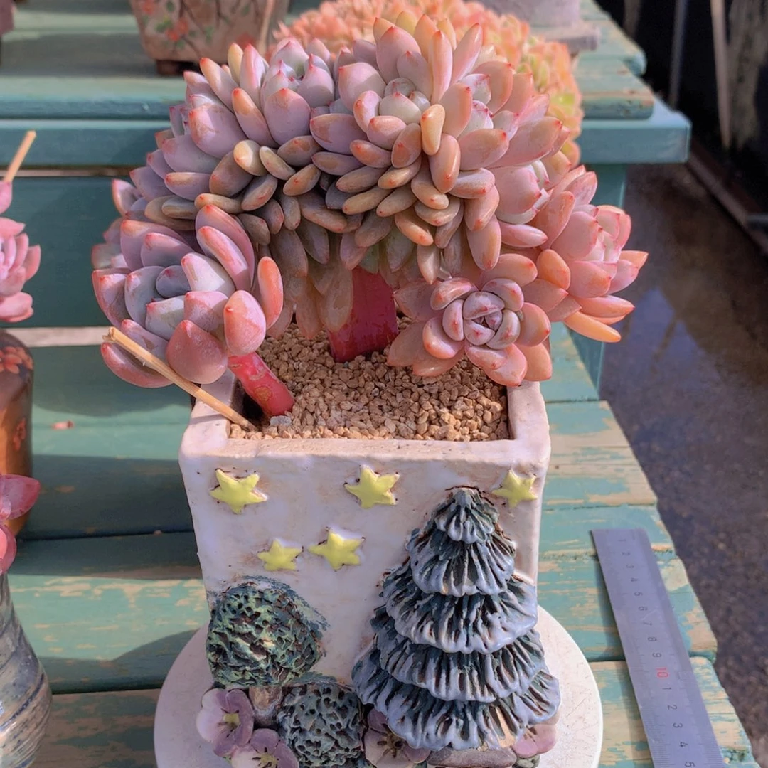 星星雪自然群无砍老桩群