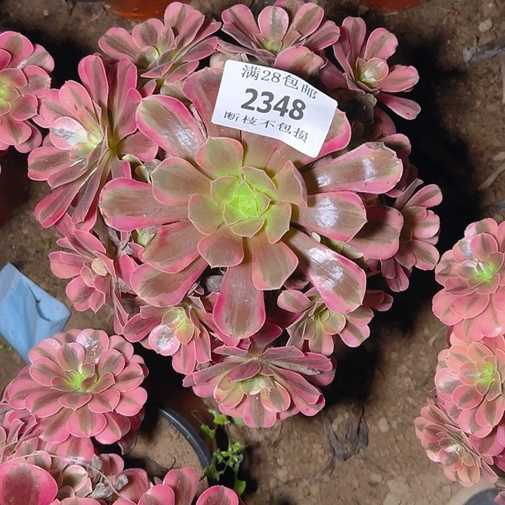 2348美杜莎多肉植物